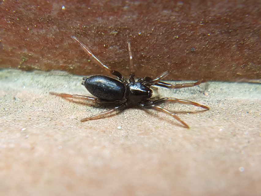 Trachyzelotes pedestris - vöröslábú gyászpók