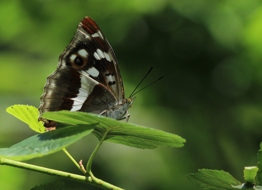 Apatura iris - nagy színjátszólepke