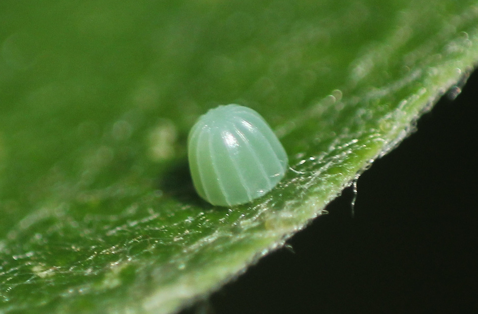 Apatura iris - nagy színjátszólepke