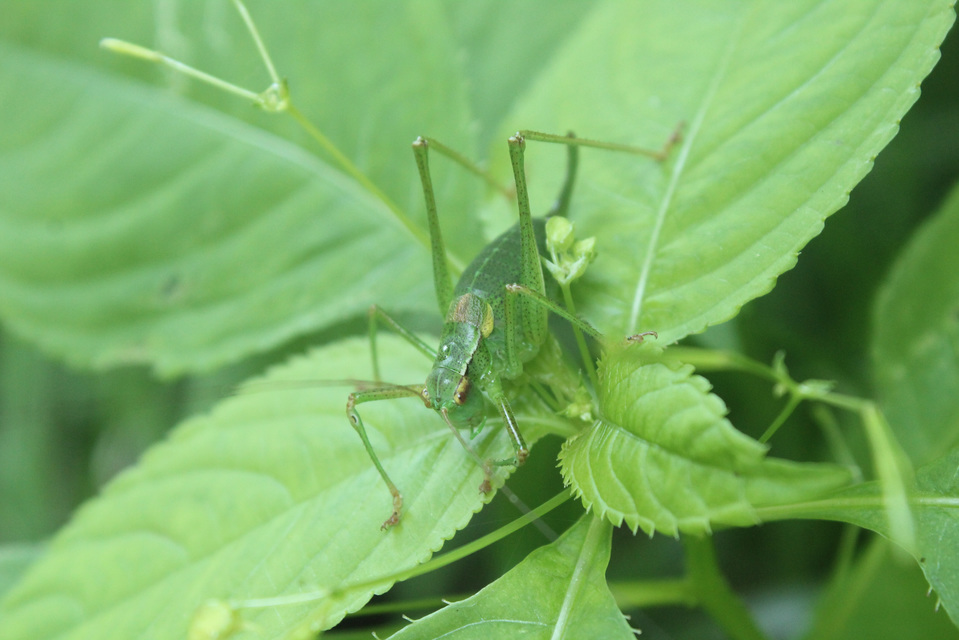 Barbitistes constrictus - északi málnaszöcske