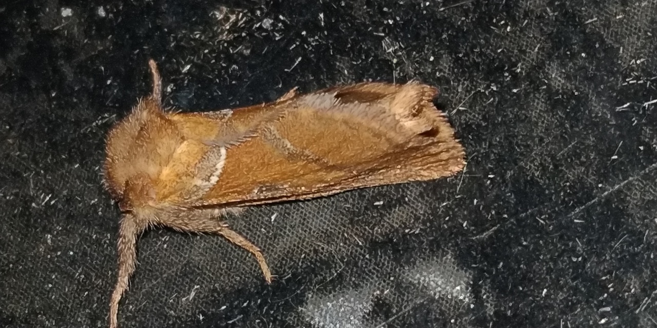 Triodia sylvina - kis gyökérrágólepke