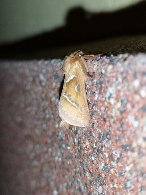 Triodia sylvina - kis gyökérrágólepke