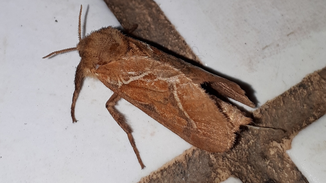 Triodia sylvina - kis gyökérrágólepke