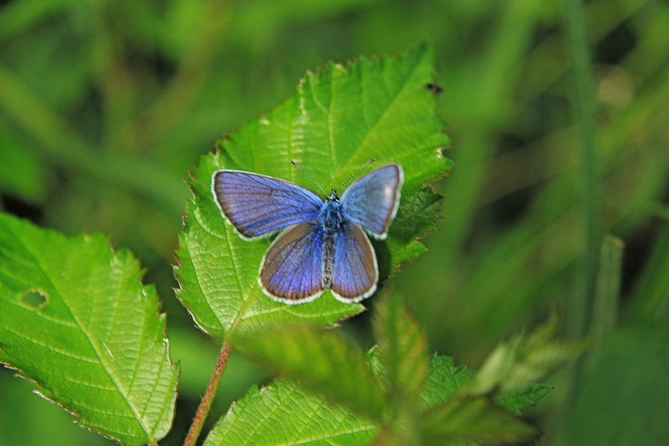Cyaniris semiargus - aprószemes boglárka