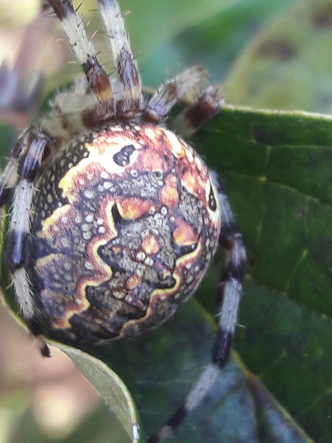 Araneus marmoreus - márványos keresztespók