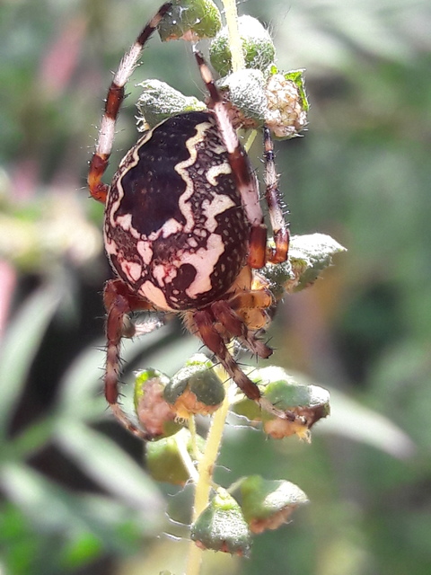 Araneus marmoreus - márványos keresztespók