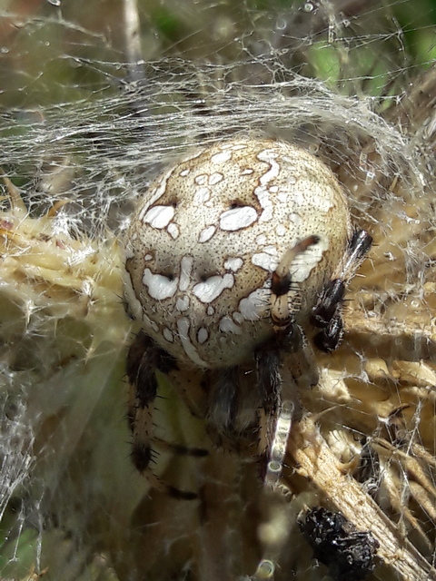 Araneus quadratus - négyes keresztespók