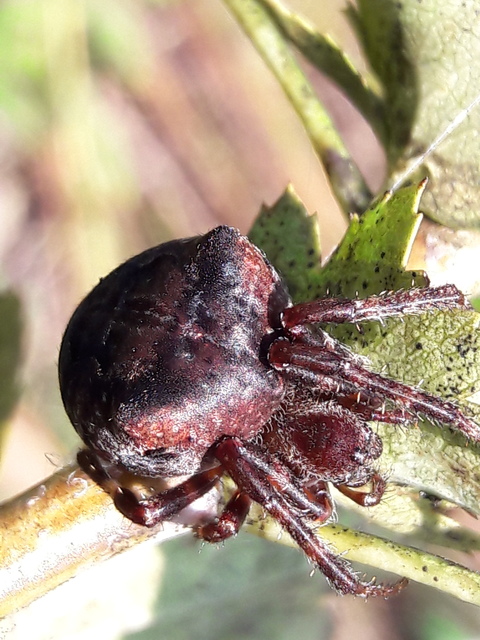 Araneus circe/angulatus