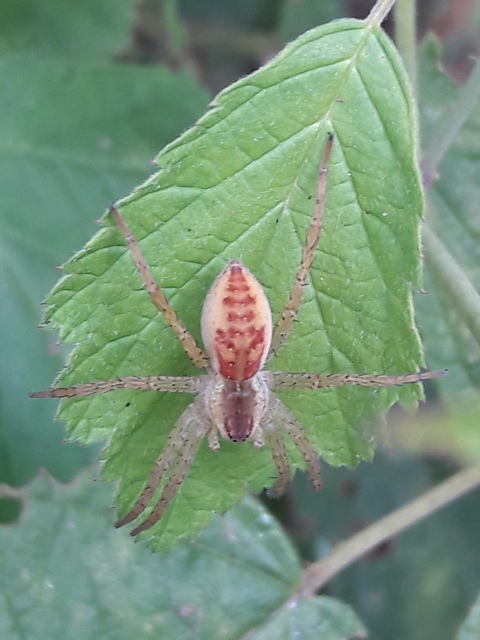 Dolomedes plantarius/fimbriatus