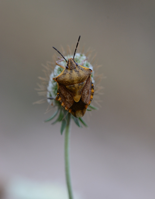 Carpocoris