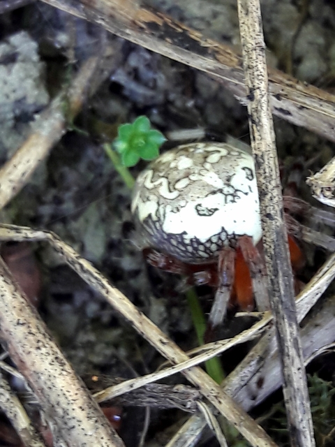 Araneus marmoreus - márványos keresztespók
