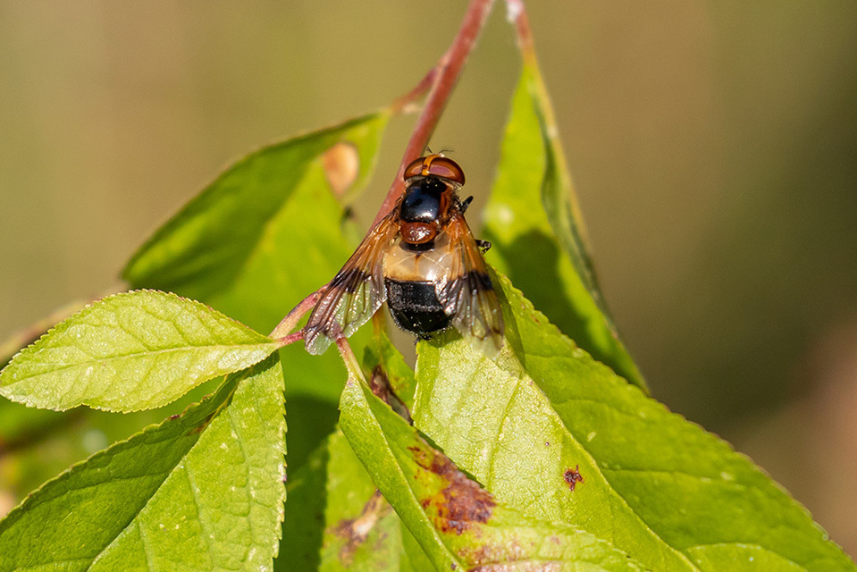 Volucella pellucens - üvegpotrohú pihelégy