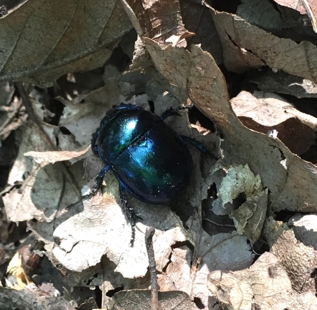 Trypocopris vernalis - tavaszi álganéjtúró