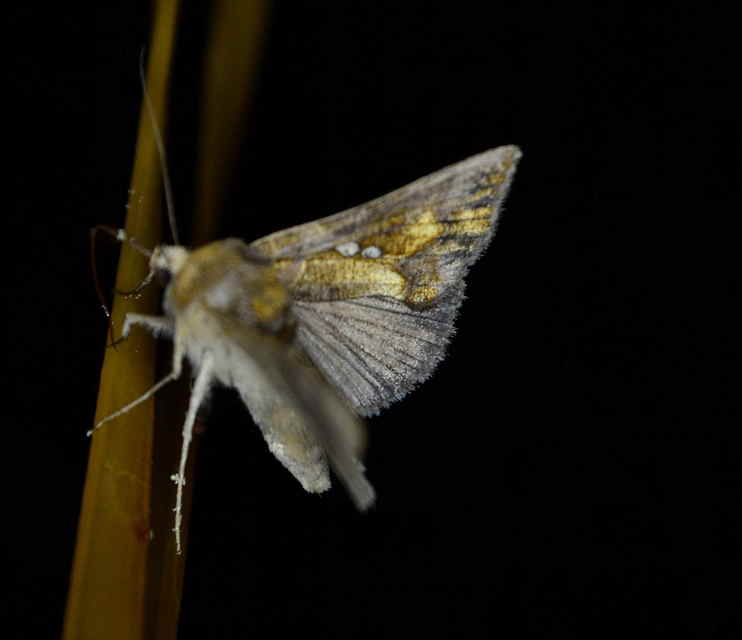 Chrysodeixis chalcites - déli aranybagoly
