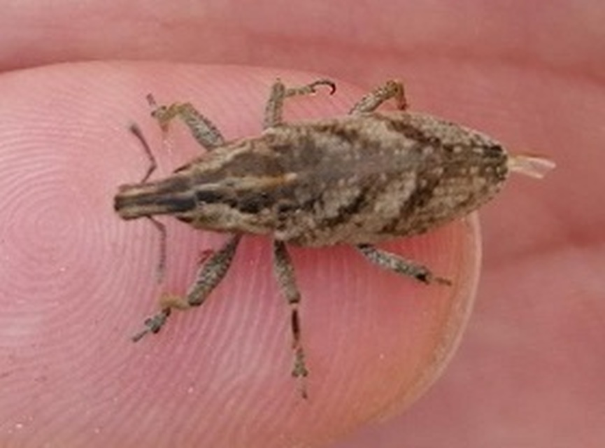 Coniocleonus nigrosuturatus - nyíljegyes barkó