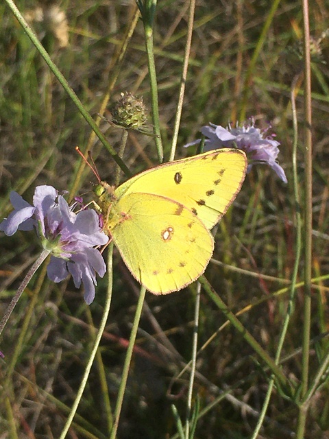 Colias chrysotheme - dolomit-kéneslepke
