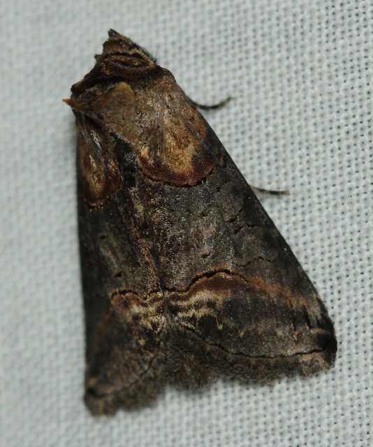 Abrostola triplasia - közönséges csalánbagoly