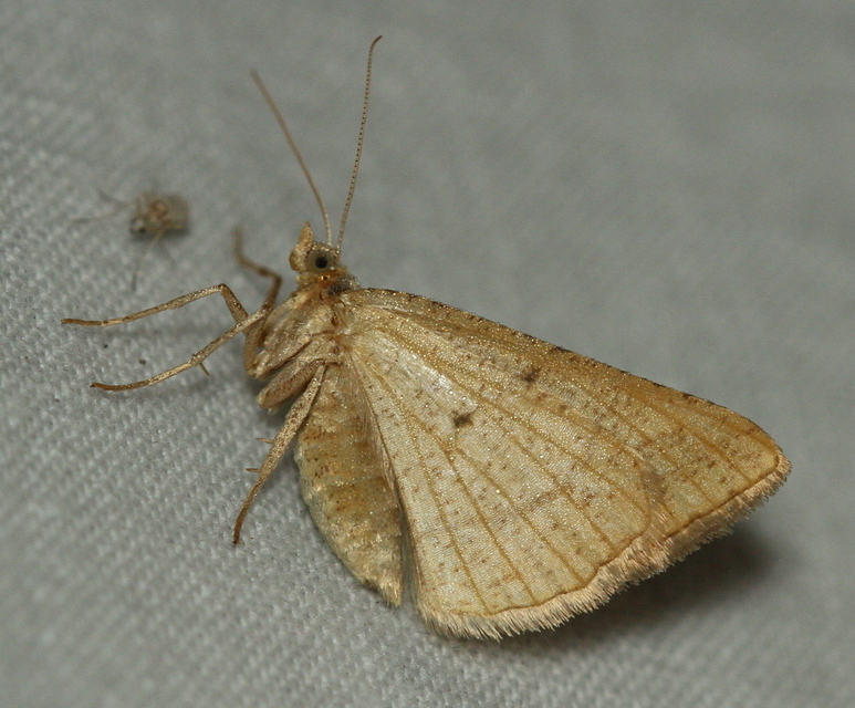 Tephrina arenacearia - lucerna-araszoló