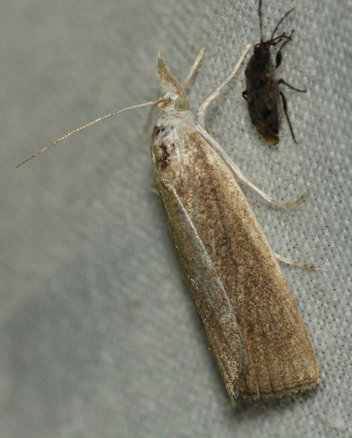 Calamotropha paludella - barna nádlevélmoly