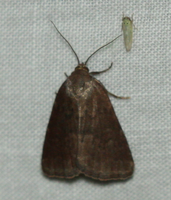Acosmetia caliginosa - imolabagoly