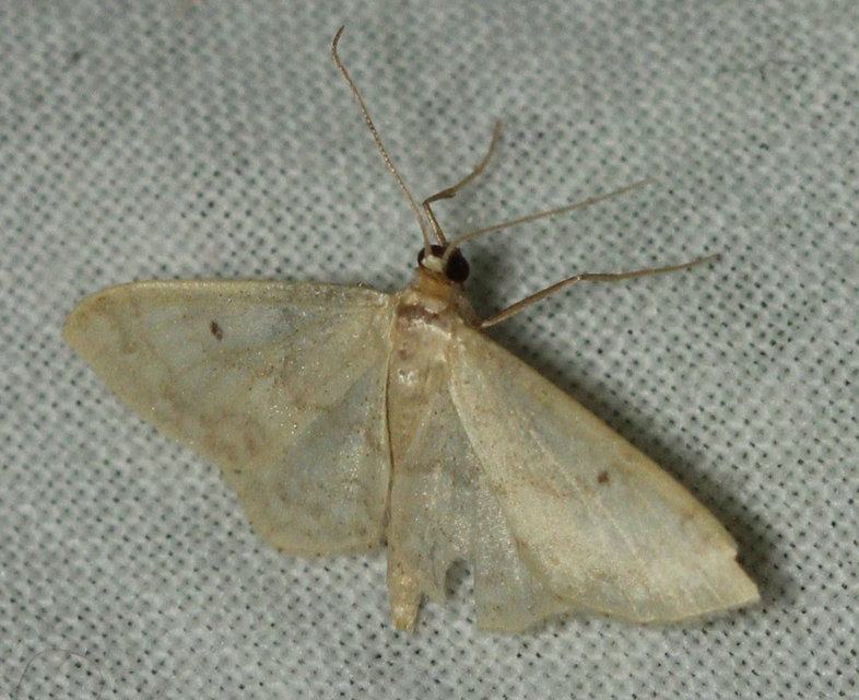 Idaea biselata - mocsári sávosaraszoló