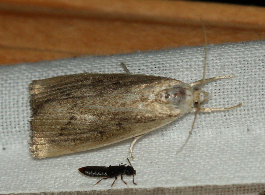 Calamotropha paludella - barna nádlevélmoly