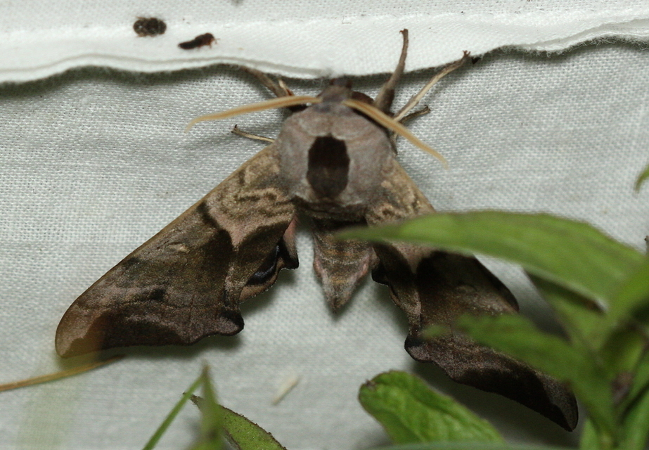 Smerinthus ocellatus - esti pávaszem