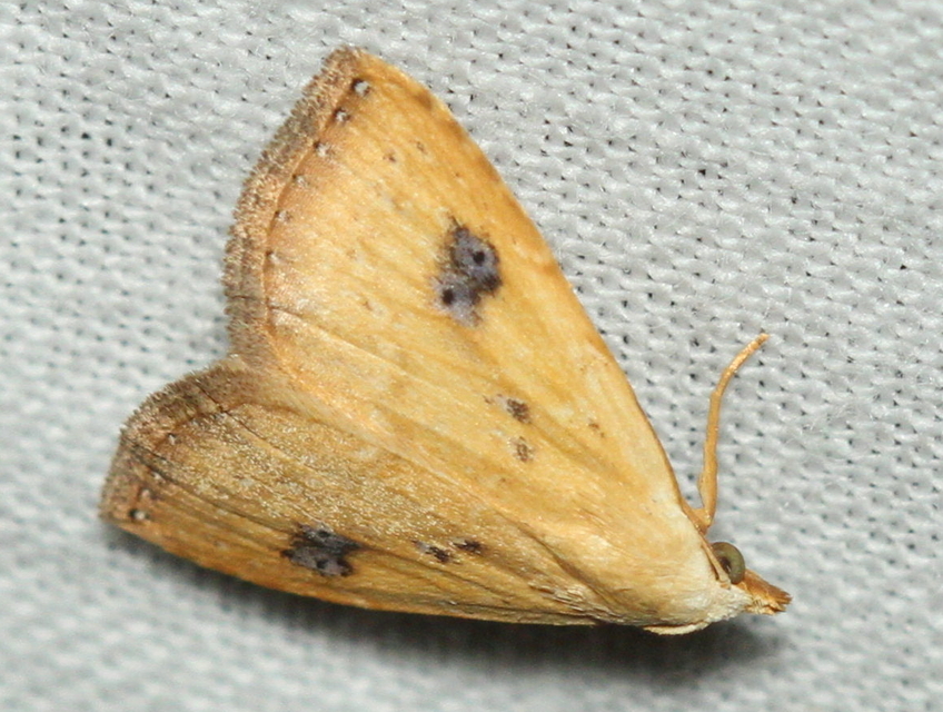 Rivula sericealis - selymes lórombagoly