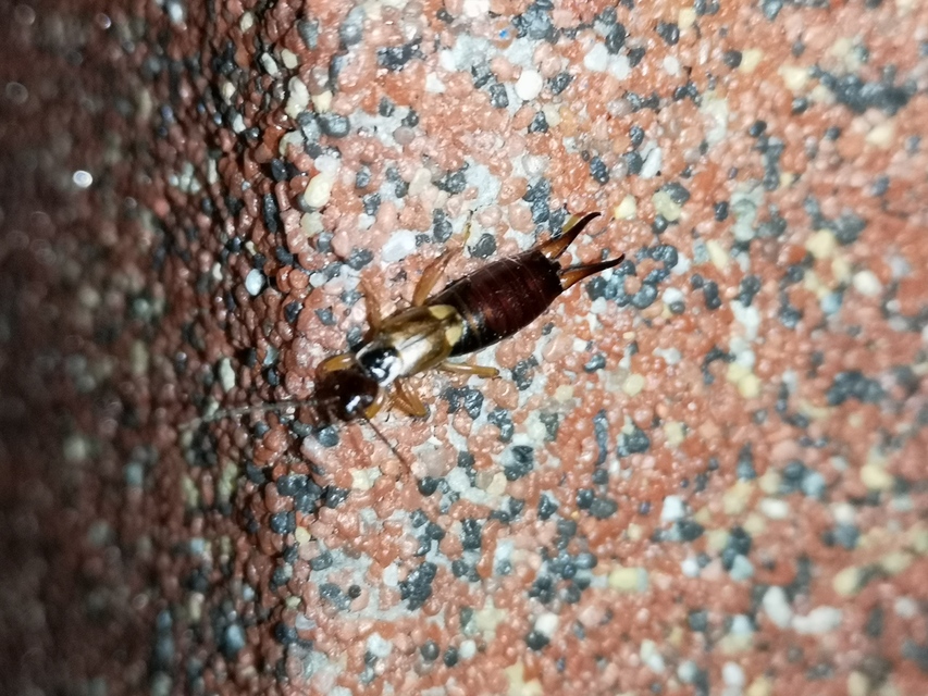 Forficula auricularia - közönséges fülbemászó