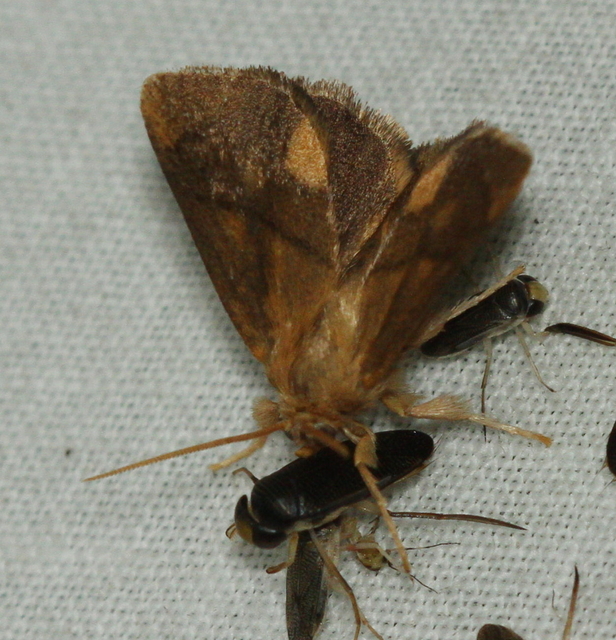 Apoda limacodes - kagylólepke