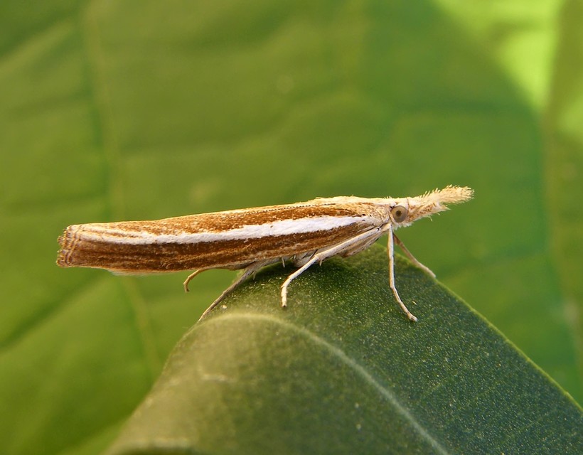 Agriphila