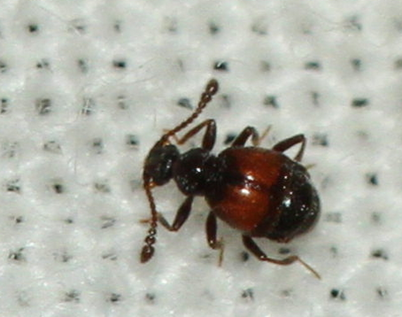 Rybaxis longicornis - vörösfedős tapogatósbogár