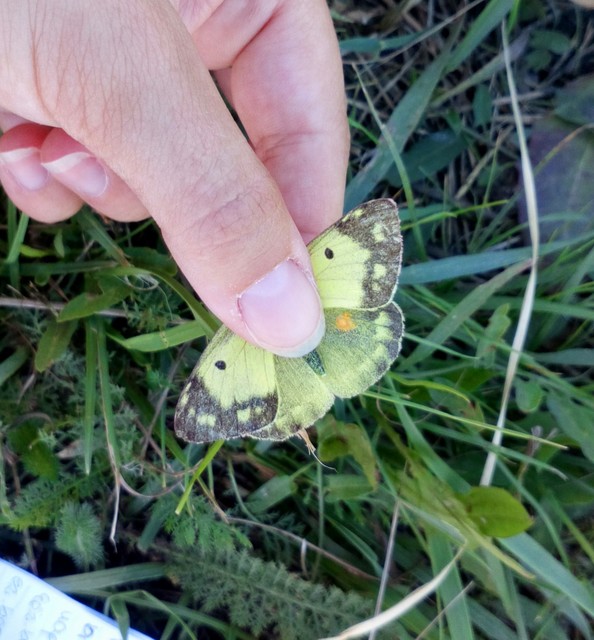 Colias erate - csángó-kéneslepke