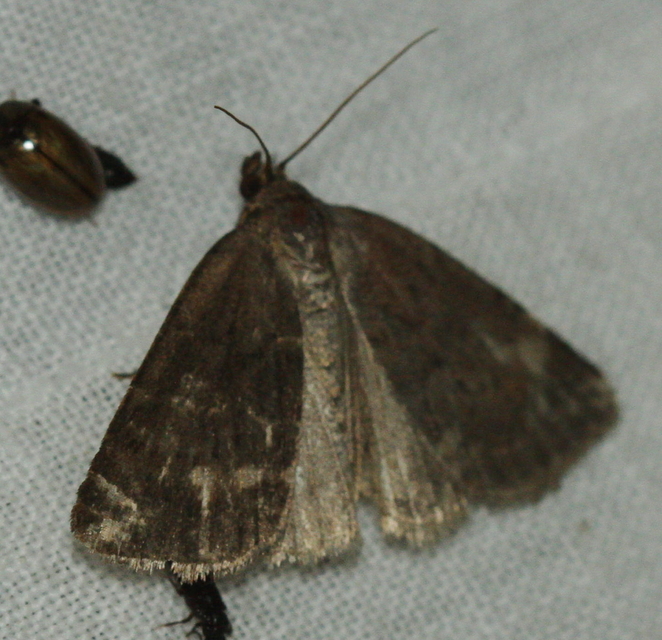 Acosmetia caliginosa - imolabagoly