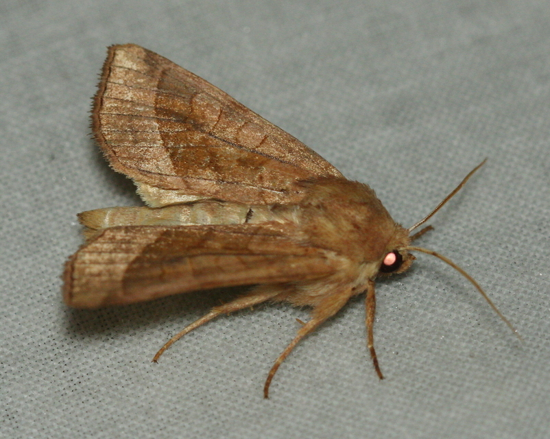 Hydraecia micacea - csillogó acsalapubagoly