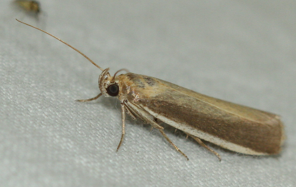Oncocera semirubella - lucernamoly
