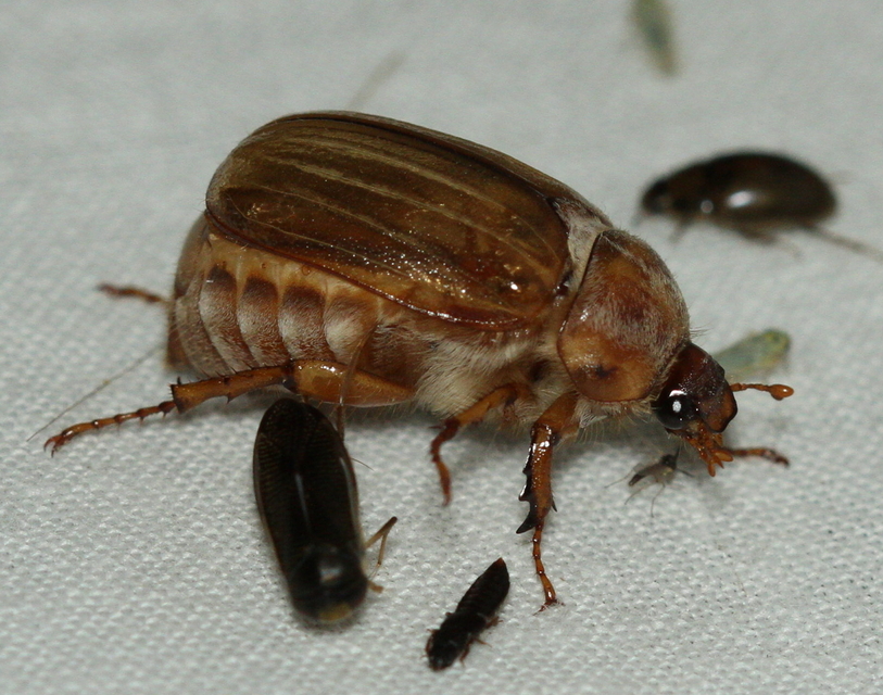 Amphimallon solstitiale - bordás sárgacserebogár
