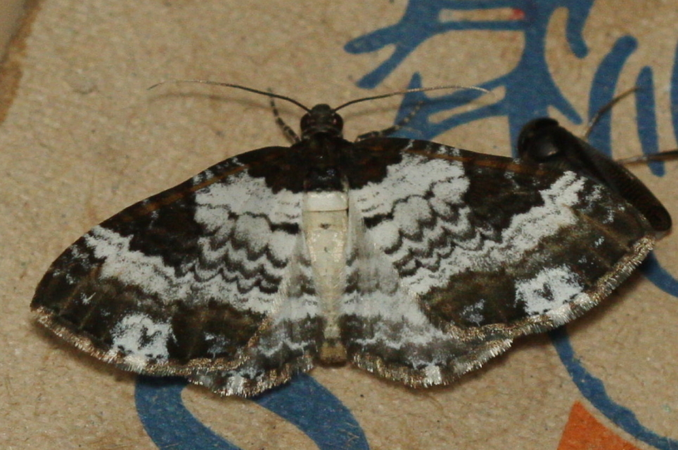 Melanthia procellata - hullámos tarkaaraszoló