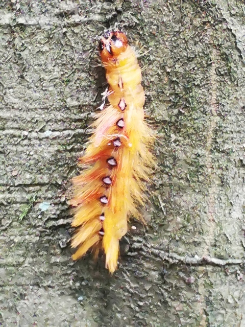 Acronicta aceris - vadgesztenye-szigonyosbagoly