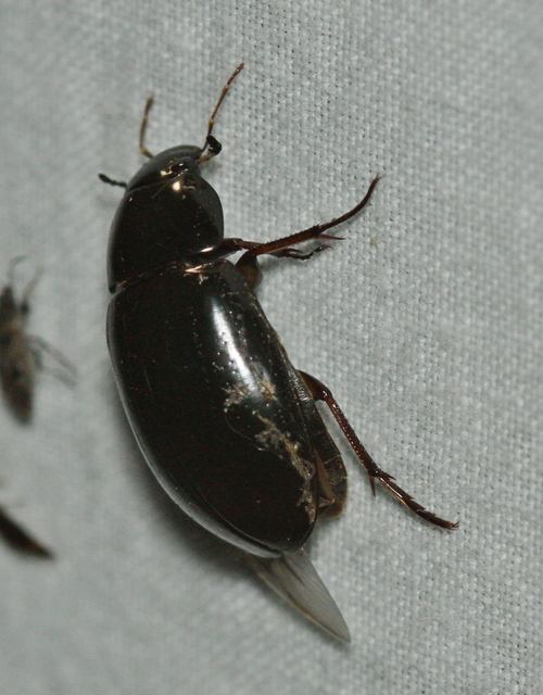 Hydrochara caraboides - kis csibor