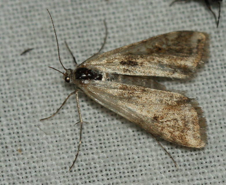 Cataclysta lemnata - békalencsemoly