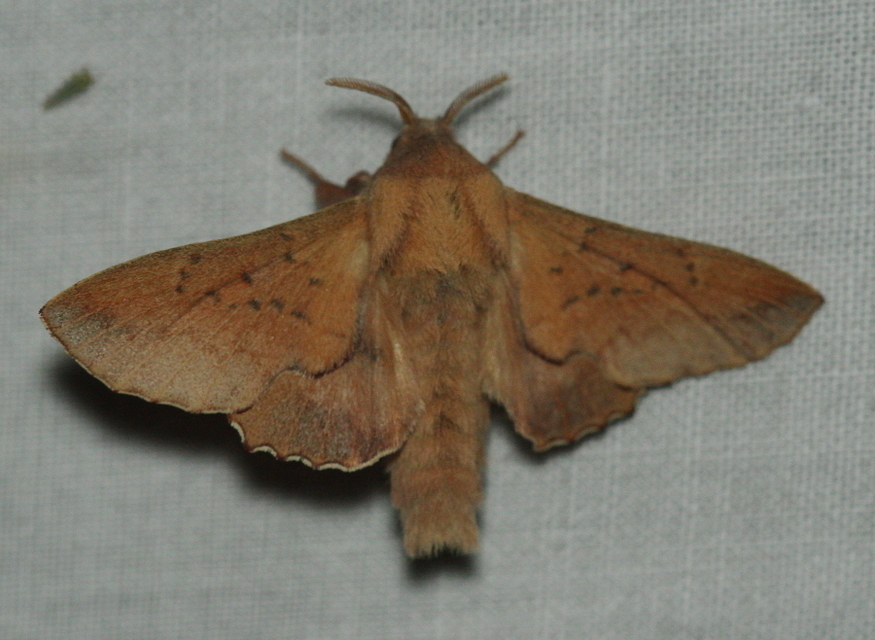 Phyllodesma tremulifolia - nyárlevélpohók