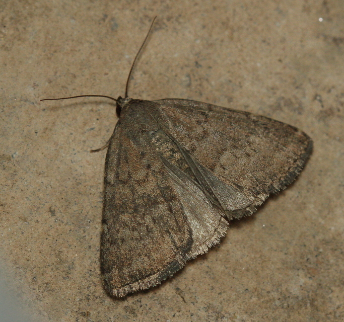 Acosmetia caliginosa - imolabagoly