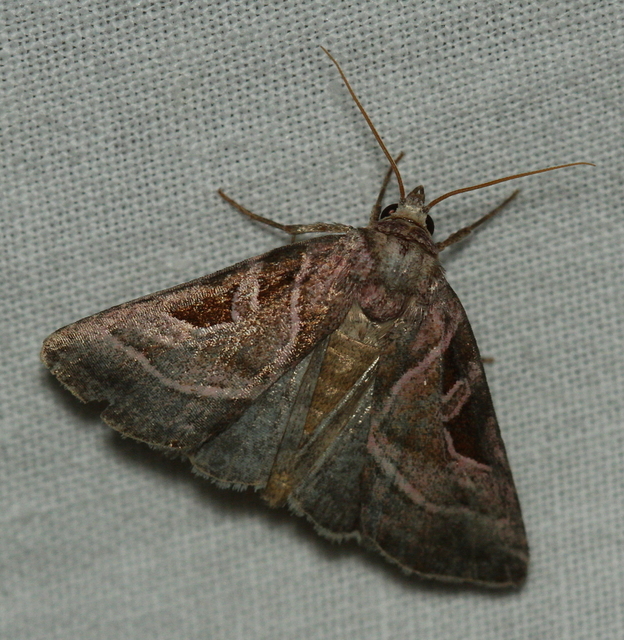 Eucarta virgo - mocsári ametisztbagoly