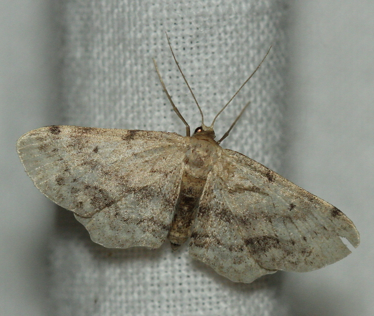 Idaea dimidiata - gyakori apróaraszoló