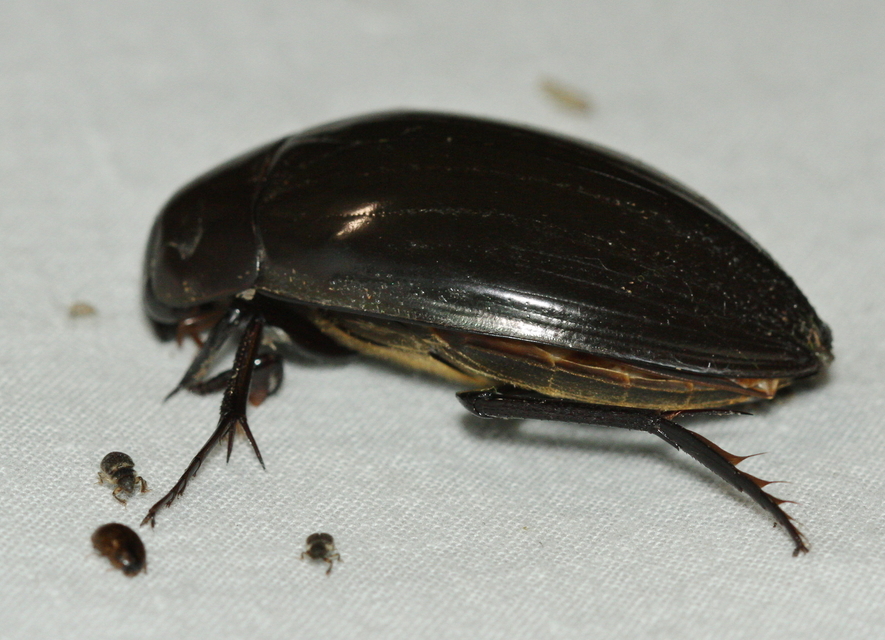 Hydrophilus piceus - közönséges óriáscsibor