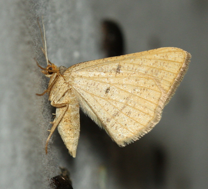 Tephrina arenacearia - lucerna-araszoló