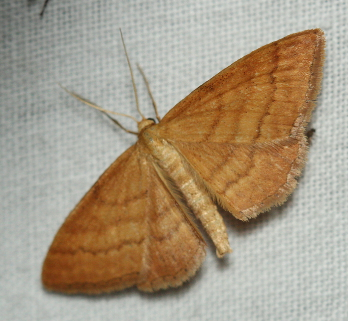 Idaea ochrata - okkerszínű sávosaraszoló