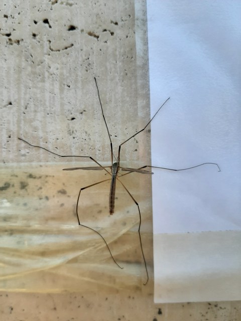 Tipula