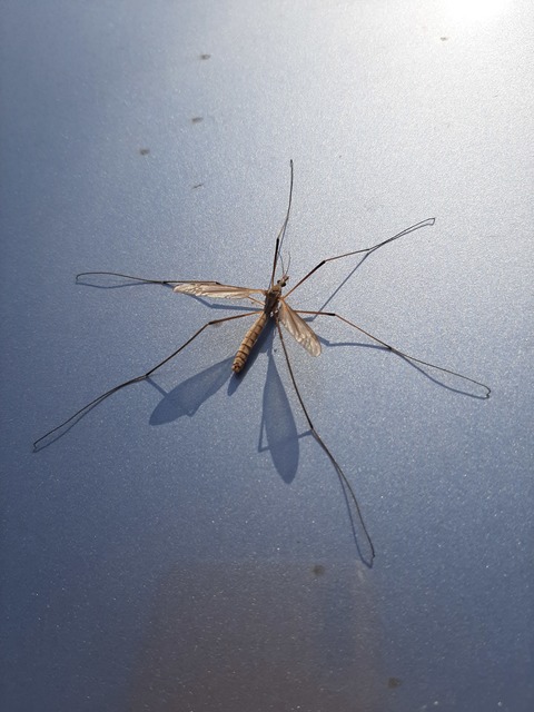 Tipula